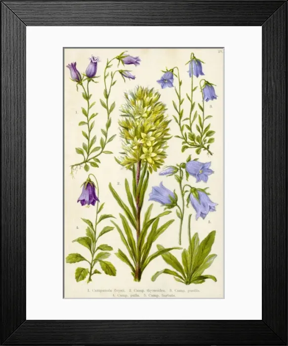 Framed Print : Alpine Species 1903 Framed Print : Alpine Species 1903
