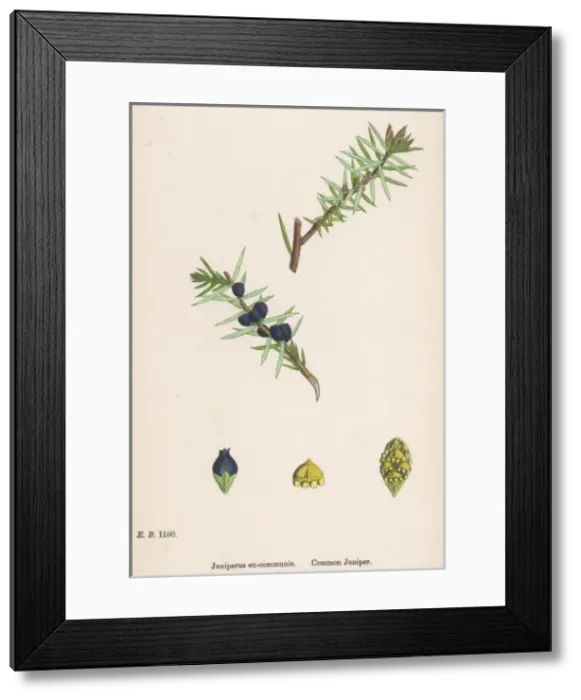 Framed Print : Plants Juniperus Communi Framed Print : Plants Juniperus Communi