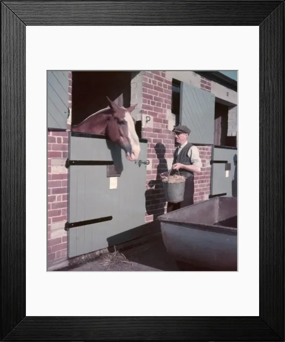 Framed Print : Horses Feeding Time Framed Print : Horses Feeding Time