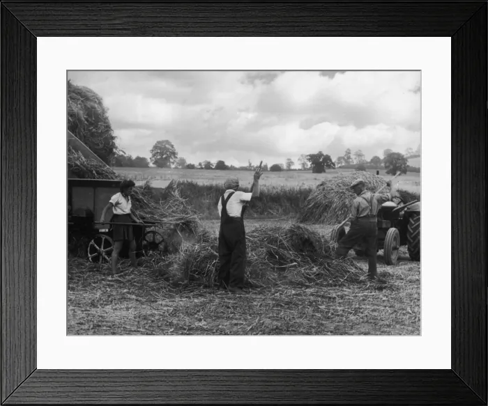 Framed Print : Threshing Straw Framed Print : Threshing Straw