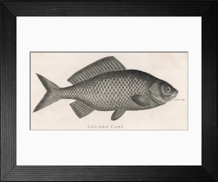 Framed Print : Golden Carp Framed Print : Golden Carp