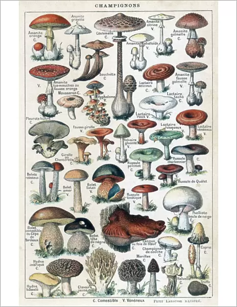 Mushrooms Larousse 1913