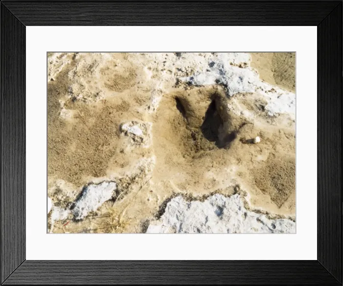 Framed Print : Dinosaur Tracks / Texas Framed Print : Dinosaur Tracks / Texas