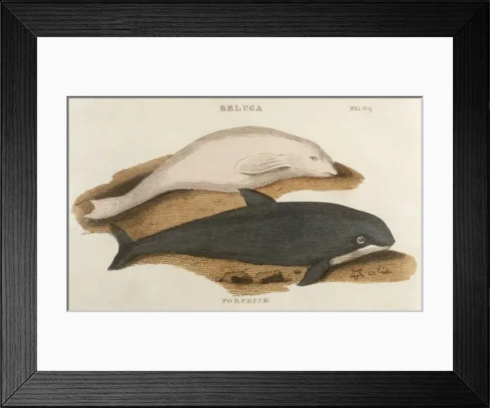 Framed Print : Porpoise and Beluga Framed Print : Porpoise and Beluga