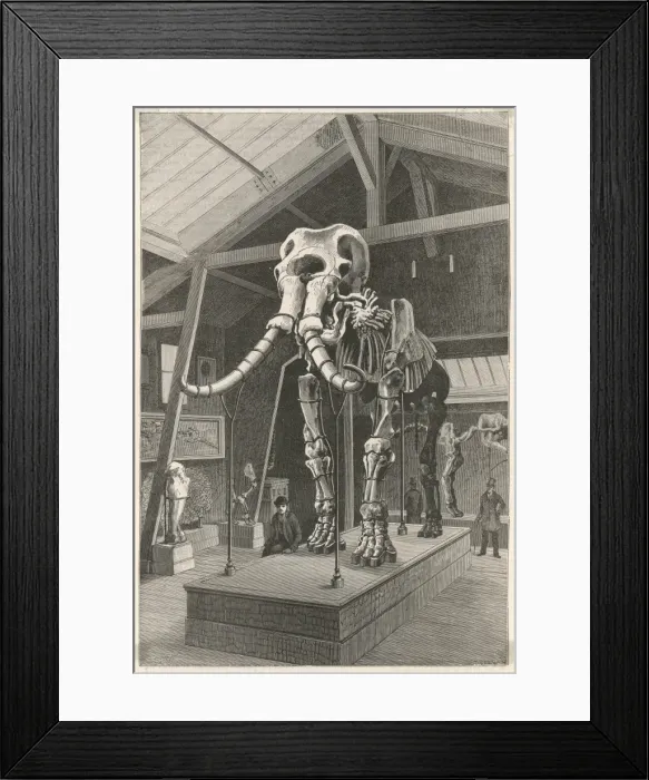 Framed Print : Giant Elephant / La Nature Framed Print : Giant Elephant / La Nature
