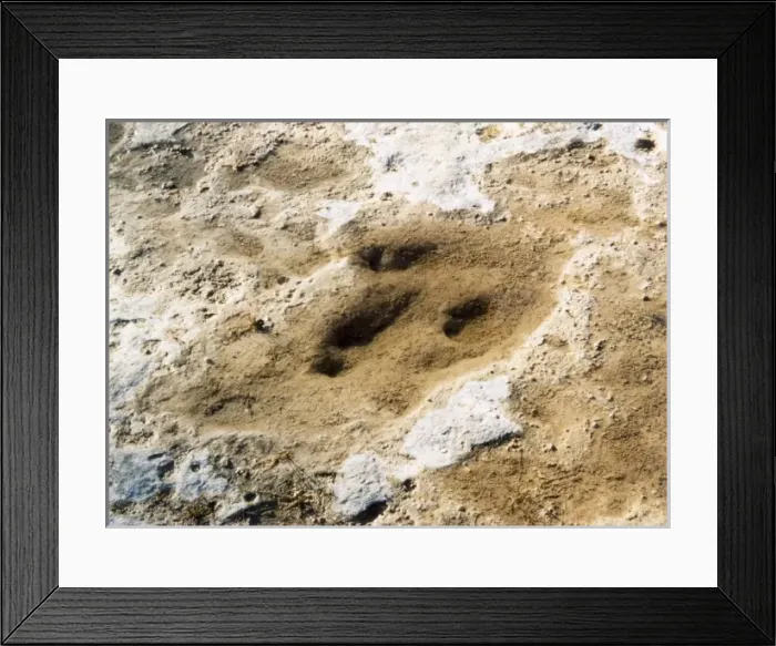 Framed Print : Dinosaur Tracks / Texas Framed Print : Dinosaur Tracks / Texas