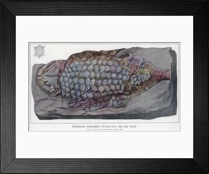 Framed Print : Fossil Holoptychius Framed Print : Fossil Holoptychius
