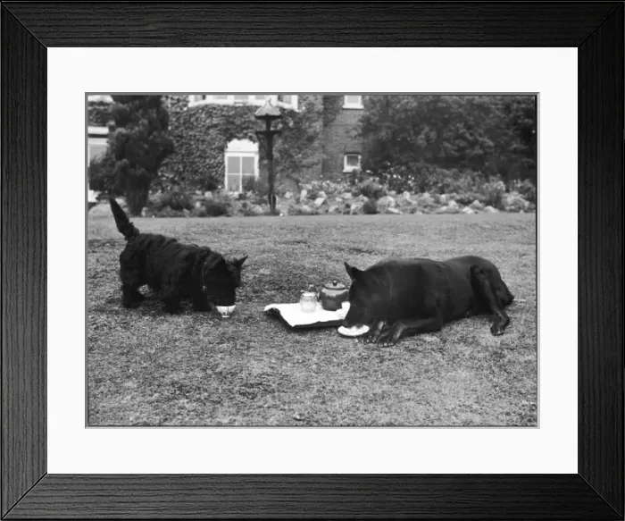 Framed Print : Doggie Afternoon Tea Framed Print : Doggie Afternoon Tea