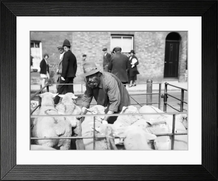 Framed Print : Sheep Marker Framed Print : Sheep Marker
