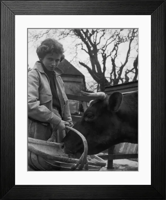 Framed Print : Student Feeds Cow 1950 Framed Print : Student Feeds Cow 1950