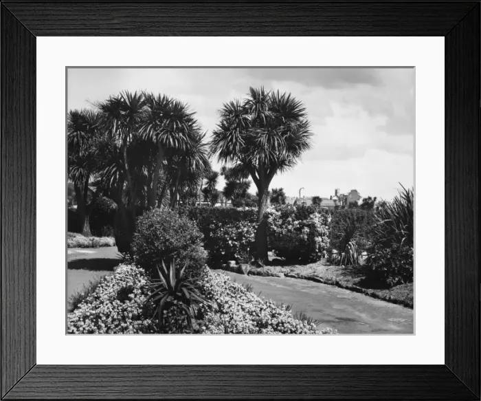 Framed Print : Morrab Gardens Framed Print : Morrab Gardens
