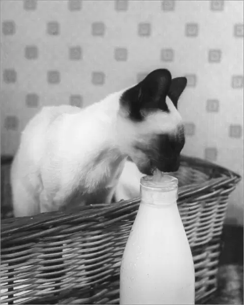 Siamese Cat Gets Cream