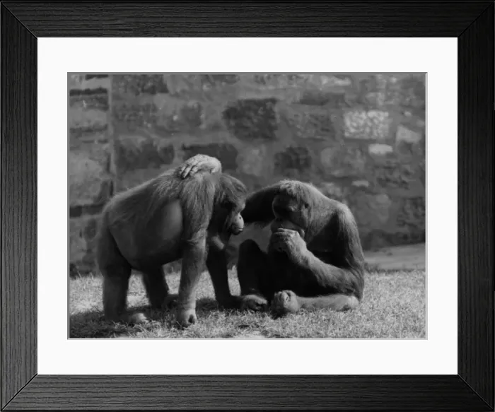 Framed Print : Orang Utan Pals Framed Print : Orang Utan Pals
