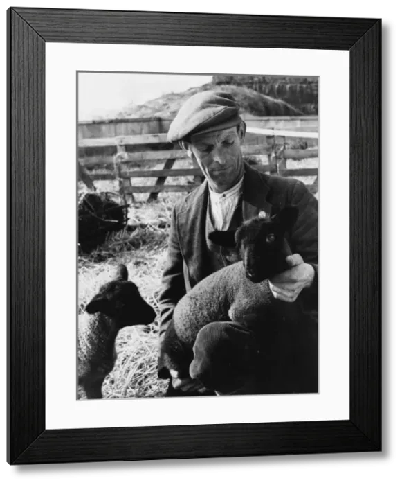 Framed Print : Shepherd with Lambs Framed Print : Shepherd with Lambs