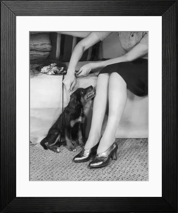 Framed Print : WALKIES. A lucky dog sits still to have his lead put on ready for his walk Framed Print : WALKIES. A lucky dog sits still to have his lead put on ready for his walk