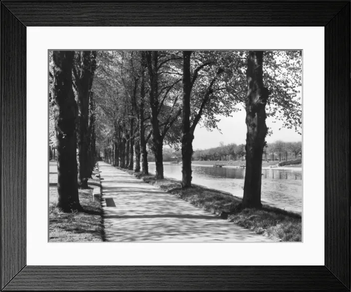 Framed Print : Avenue of Trees Framed Print : Avenue of Trees