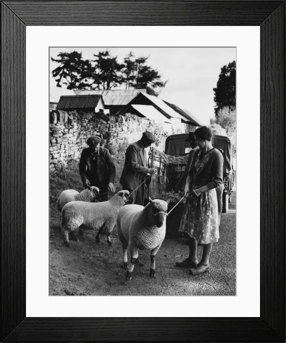 Framed Print : Sheep on Leads Framed Print : Sheep on Leads