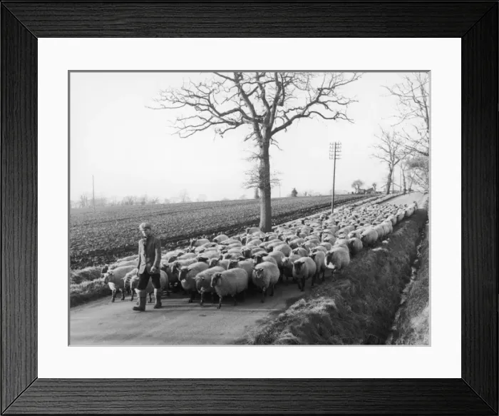 Framed Print : Suffolk Shepherd Framed Print : Suffolk Shepherd