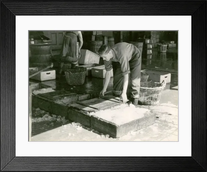 Framed Print : Packing Fish in Ice Framed Print : Packing Fish in Ice