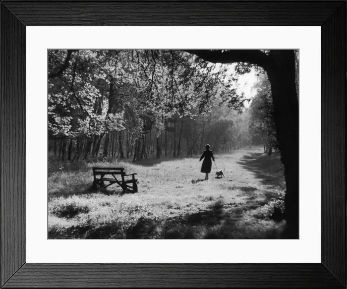 Framed Print : Autumn Walkies Framed Print : Autumn Walkies