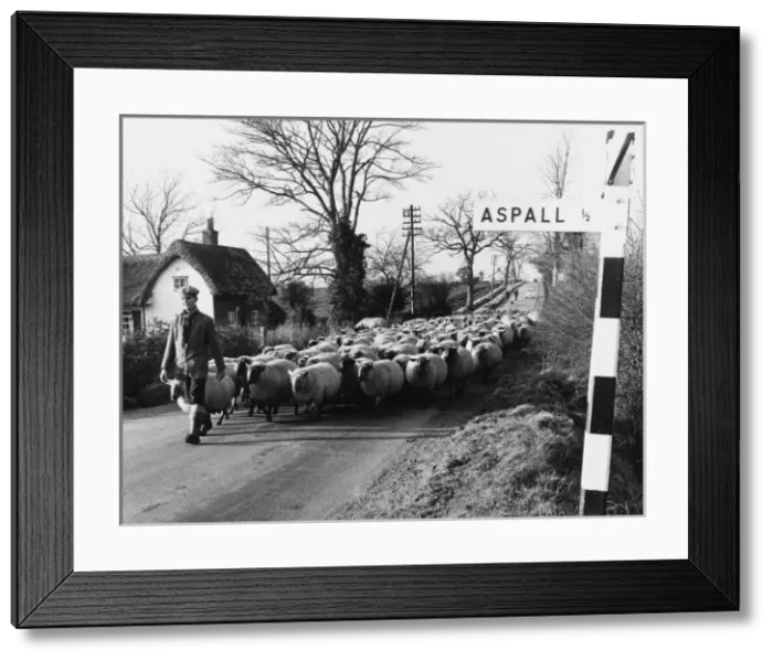 Framed Print : Suffolk Shepherd Framed Print : Suffolk Shepherd