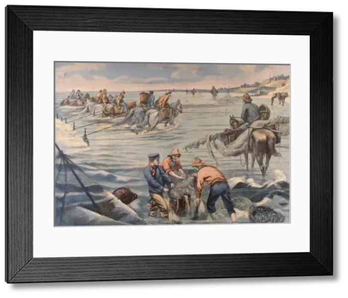 Framed Print : Trawling with Horses Framed Print : Trawling with Horses