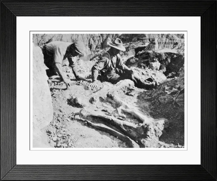 Framed Print : Unearthing a Dinosaur Framed Print : Unearthing a Dinosaur