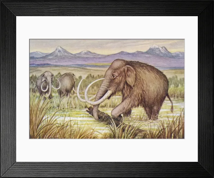 Framed Print : The Mammoth Framed Print : The Mammoth