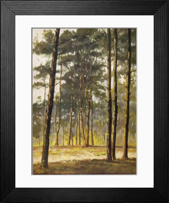 Framed Print : TREES / PINE Framed Print : TREES / PINE