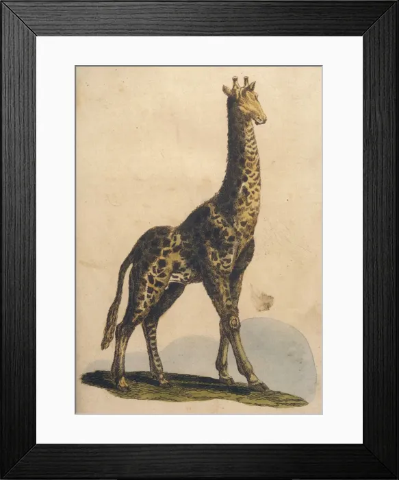 Framed Print : Giraffes 1814 Framed Print : Giraffes 1814