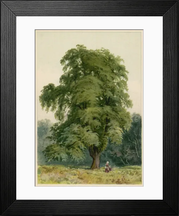 Framed Print : Trees / Hornbeam C1890 Framed Print : Trees / Hornbeam C1890
