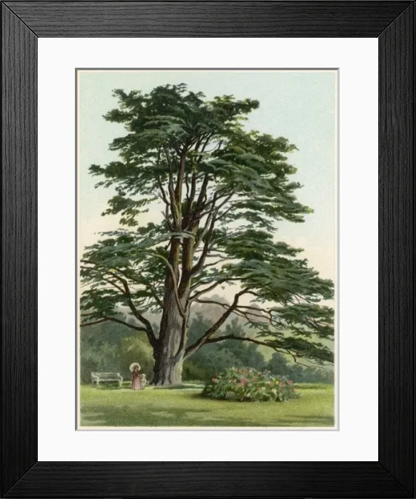 Framed Print : Trees / Cedar Lebanon Framed Print : Trees / Cedar Lebanon
