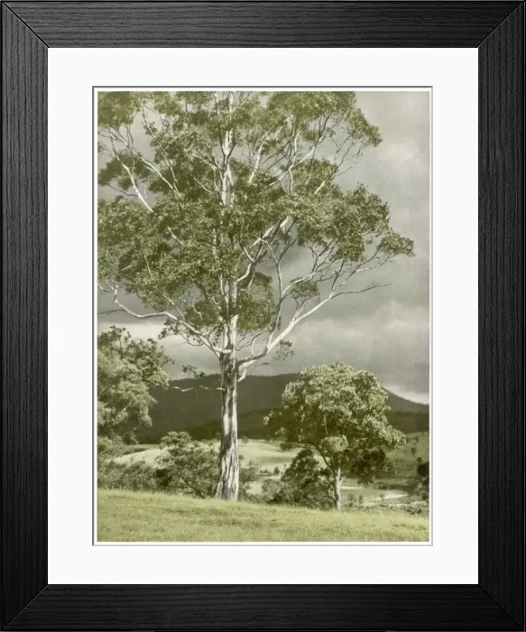 Framed Print : Trees / Eucalyptus Regnans Framed Print : Trees / Eucalyptus Regnans