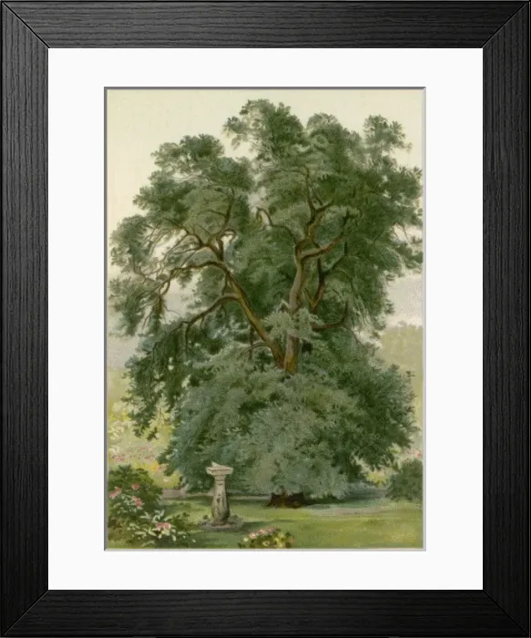 Framed Print : Trees / Holm Oak / Chromo Framed Print : Trees / Holm Oak / Chromo