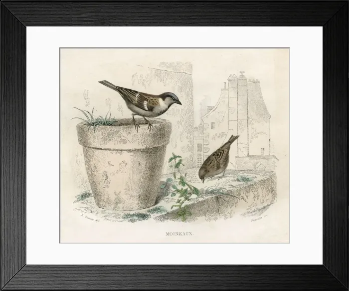 Framed Print : Birds / Sparrows 1837 Framed Print : Birds / Sparrows 1837