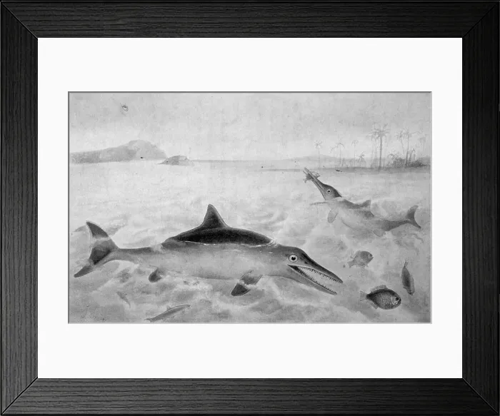 Framed Print : Ichthyosaurus Framed Print : Ichthyosaurus