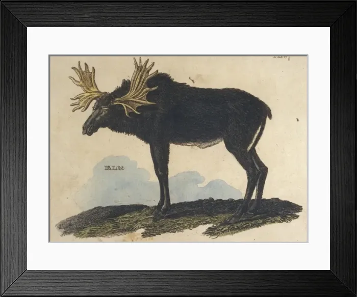 Framed Print : Moose (Elk) / Brightly Framed Print : Moose (Elk) / Brightly