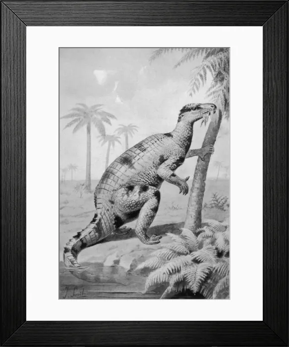 Framed Print : Dinosaur / Iguanodon Framed Print : Dinosaur / Iguanodon