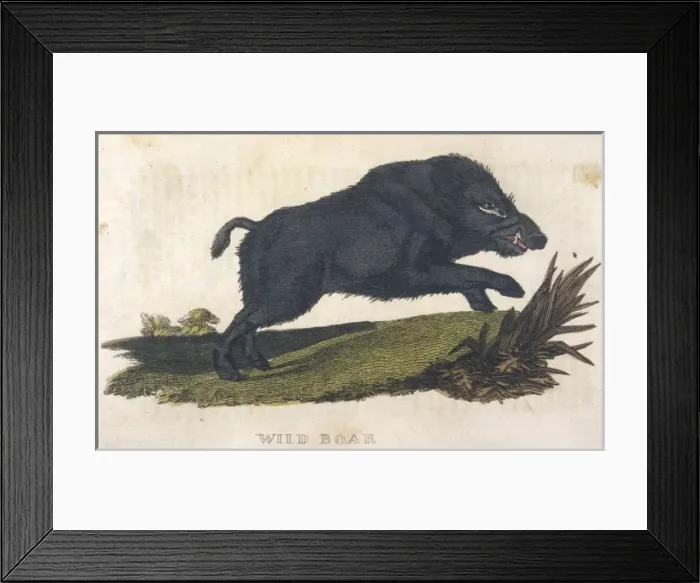 Framed Print : Wild Boar 1814 Framed Print : Wild Boar 1814