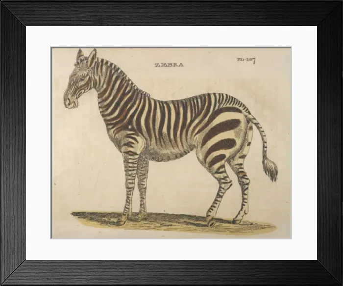 Framed Print : ZEBRAS 1814 Framed Print : ZEBRAS 1814