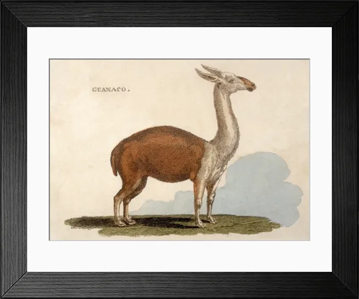 Framed Print : Animal / Llama / Guanaco Framed Print : Animal / Llama / Guanaco