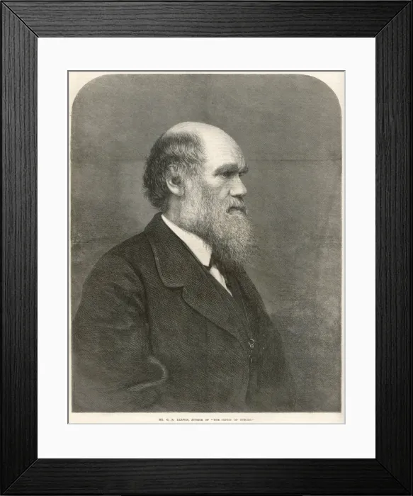 Framed Print : DARWIN / ILN / 1871 Framed Print : DARWIN / ILN / 1871
