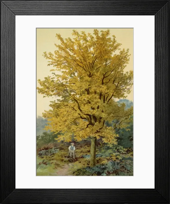 Framed Print : MAPLE TREE Framed Print : MAPLE TREE