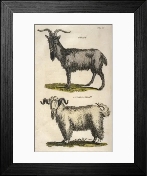 Framed Print : Common and Angora Goat Framed Print : Common and Angora Goat