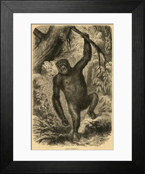 Framed Print : Male Gorilla Framed Print : Male Gorilla