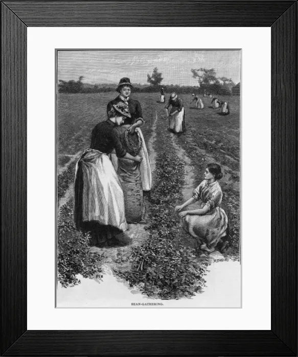 Framed Print : Farm Girls Harvesting Framed Print : Farm Girls Harvesting
