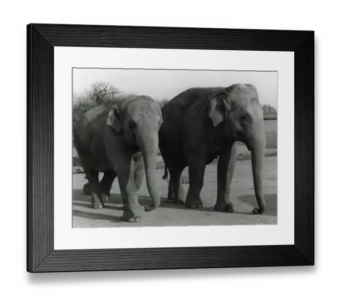 Framed Print : Indian Elephants Framed Print : Indian Elephants