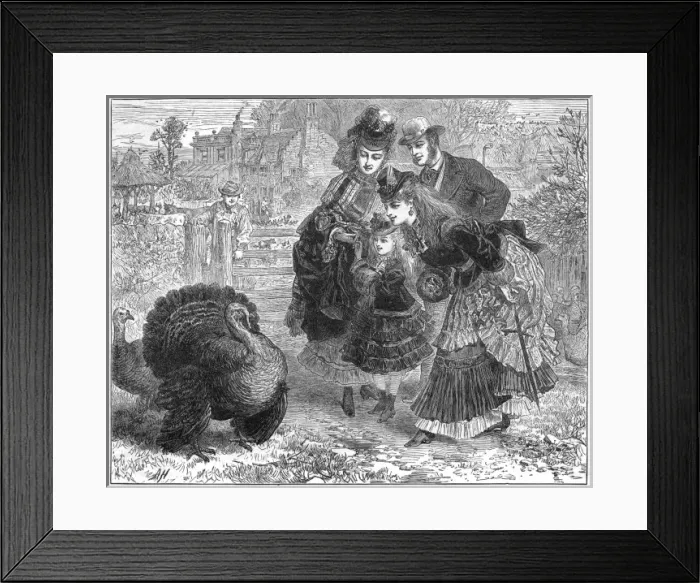 Framed Print : Choosing a Turkey Framed Print : Choosing a Turkey