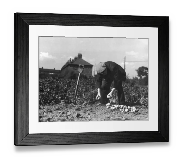 Framed Print : Allotment Potato Crop Framed Print : Allotment Potato Crop