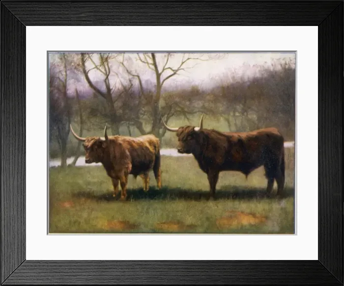 Framed Print : Highland Cattle Framed Print : Highland Cattle